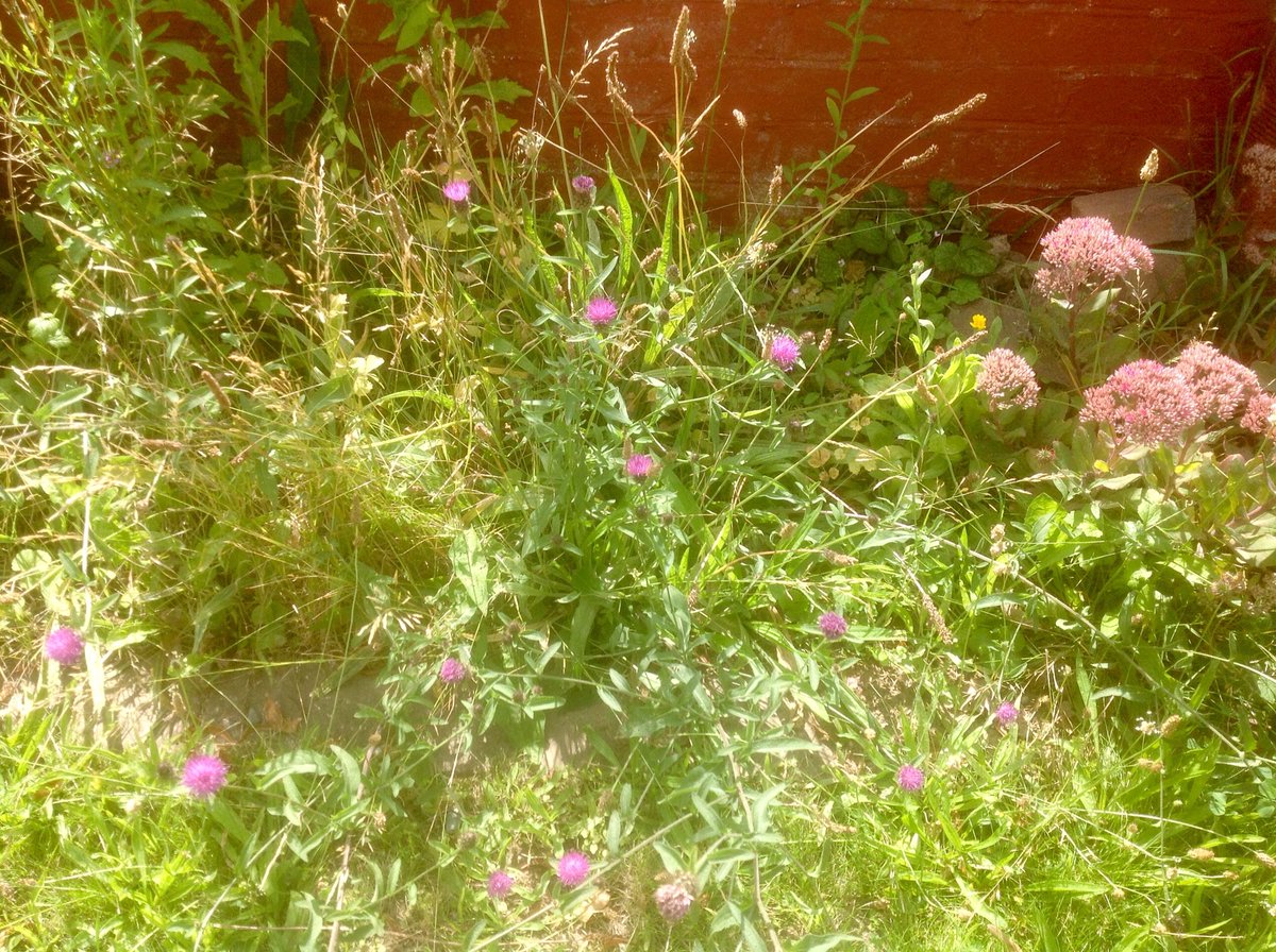 D_NSing's tweet photo. @HestonActionG Hey HAGS. Not as tidy as some Heston front gardens but nevertheless teeming with life.. It's doesn't take much to bring nature back to our streets. https://t.co/EFdArcHzsJ