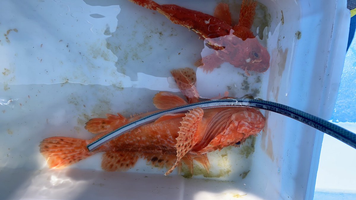 営業第2部長 Baikinman1970 Twitter