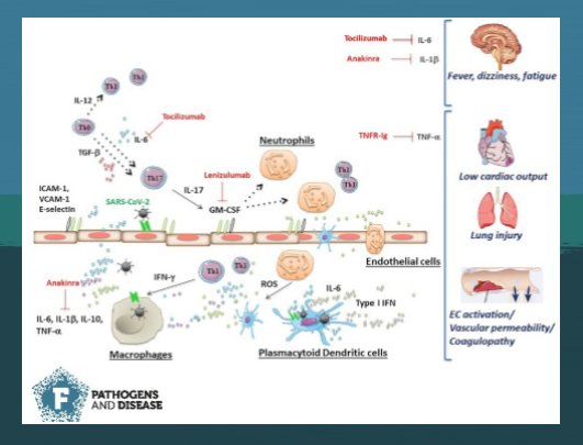 Complications arising from infection with MERS-CoV, SARS CoV-1 and SARS CoV-2  respectively. 

#FEMSJournals
#SARS, 
#MERS 
#COVID19 
#viruses