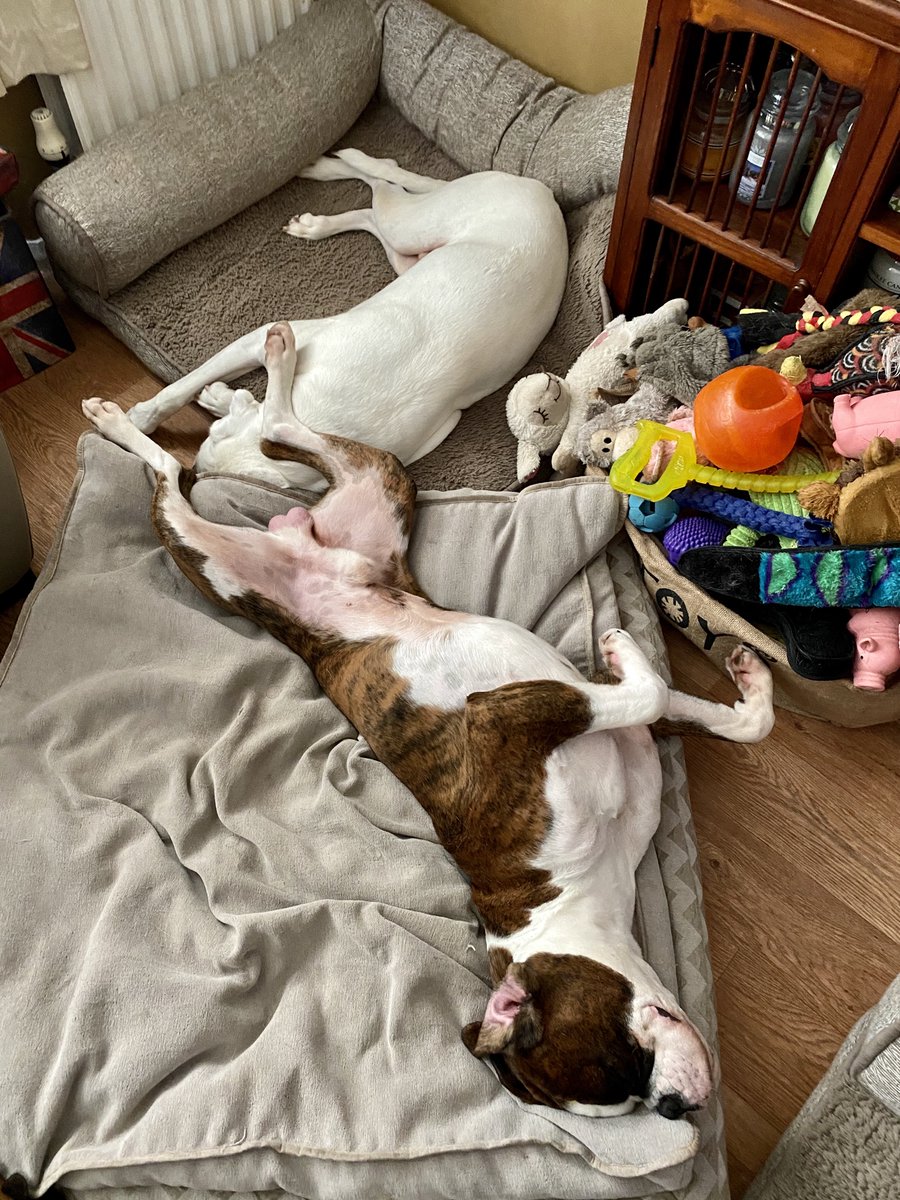 dtcb67's tweet photo. No such thing as personal space Bruv ๐ถ๐ถ๐คฃ๐คฃ #boxerbrothers #boxerdogs #boxercooper #boxerlife #boxerfam #boxerfeatures #boxerdoglife #boxerfrank #boxerlovers #boxeraddict #boxers #boxersoftwitter #boxerdog #boxerlover #boxerfun #boxerarchie #boxer #boxerworld #boxerboys https://t.co/XsdRj1iCas