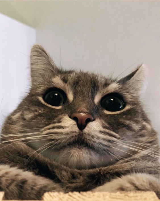 wearepetsabs's tweet photo. Damn it front camera
#camera #petsoftwitter https://t.co/BD3GqgV8ju