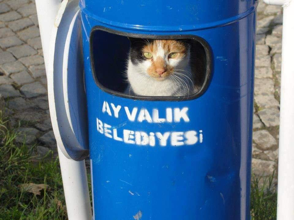 AYVALIKBELEDIYE's tweet photo. Sıcak değilde nem var nem:))
Çöplere dikkat edin içinde sıcaktan bunalmış,gölge arayan misafirlerimiz olabilir. https://t.co/TzcToNh6ho