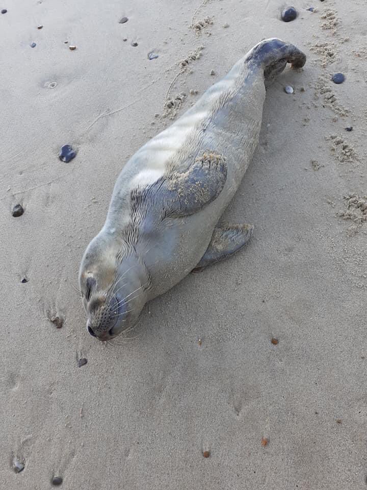 It’s been a busy few days here on the North Norfolk Coast.
Please click on the link below to read about our latest rescues.
Picture 3 is  Chief Constable Simon Bailey of Norfolk Constabulary who spent some time learning about our Work.
facebook.com/77451436935038…