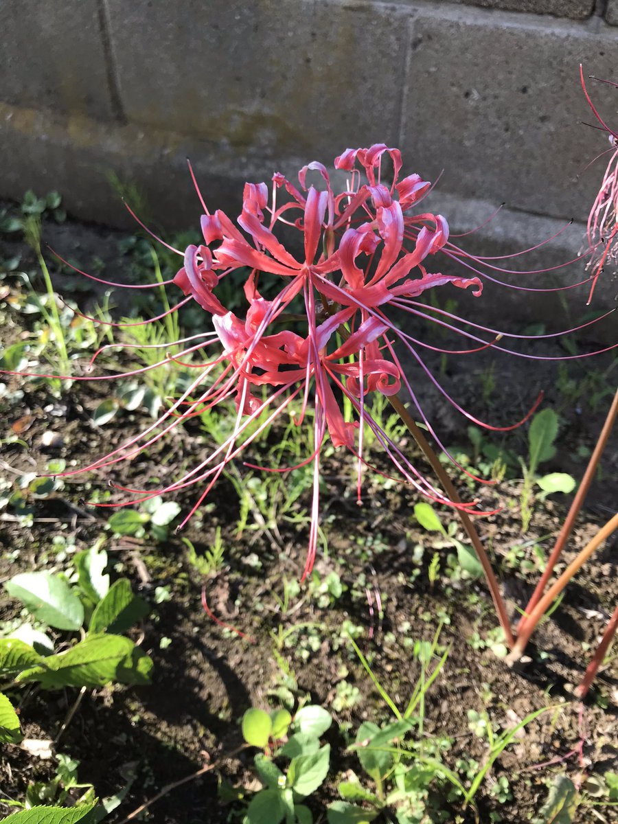やまぬこ 彼岸花の狂い咲き もう咲いちゃうの 早すぎてびっくりです 秋には咲かないのかな