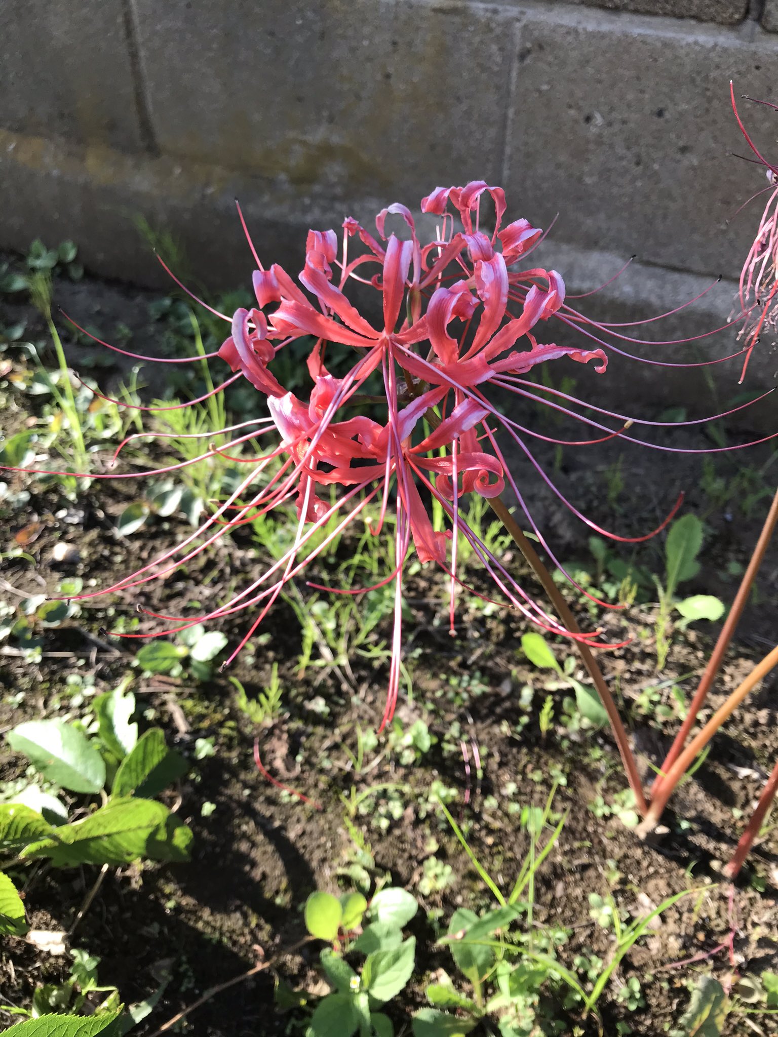 やまぬこ 彼岸花の狂い咲き もう咲いちゃうの 早すぎてびっくりです 秋には咲かないのかな T Co Mc3baeozwe Twitter