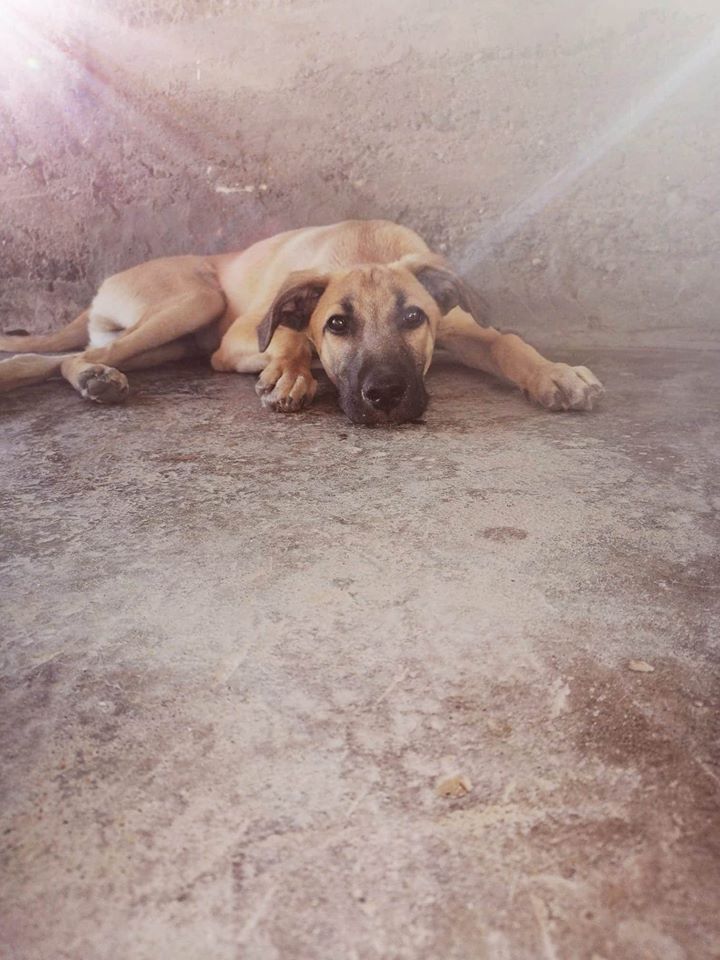 dingoteam's tweet photo. Մեզնից որդեգրված գեղեցկություն 🧡🧡🧡
Ֆոտոգենիկ Բոբին 🧡🧡🧡🧡
#bobi #elenadopt #elenpapyanadolt #dingo #dingoteam #dingoadopt #adoptfromdingo https://t.co/gnI3ATuNvu