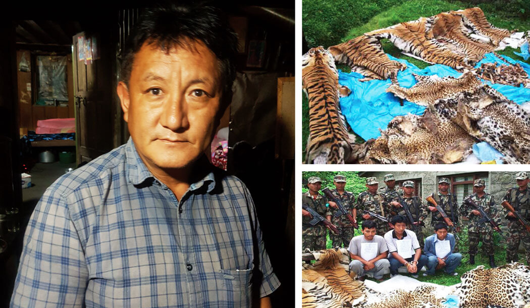 JackKinross's tweet photo. Re previous tweet - The key to all this now, as the accused seeks bail by petitioning the high court, is the right people in the right places do their job. WildTiger remains committed in our efforts to help make that happen. The lives of leopards, tigers, wildlife are at stake... https://t.co/o2etTFgh2I