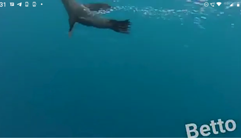 prensaanimal4's tweet photo. #PorSiTeLoPerdiste
@PROFEPA_Mx
Pescadores de la Isla Guadalupe rescatan lobo fino de Guadalupe enmallado #VideoConmovedor
https://t.co/7iOTFGD5iG
@OurOcean
@WorldOceansDay
@PYCousteau
@gerdelvillar https://t.co/oxnRnKeooT https://t.co/BwtIVhPhPv