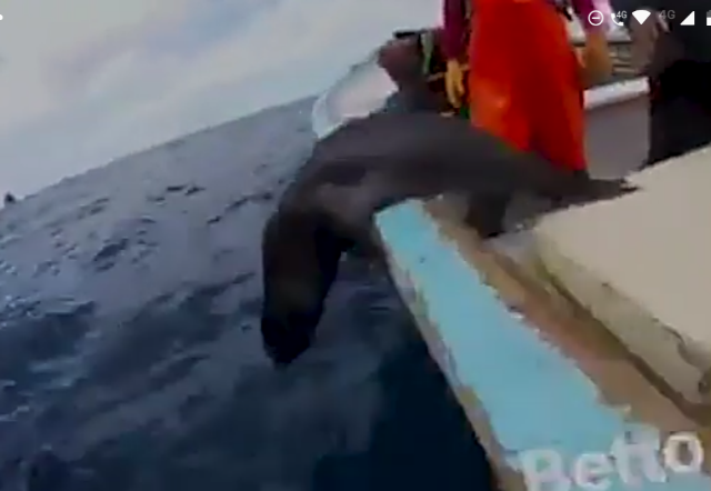 prensaanimal4's tweet photo. #PorSiTeLoPerdiste
@PROFEPA_Mx
Pescadores de la Isla Guadalupe rescatan lobo fino de Guadalupe enmallado #VideoConmovedor
https://t.co/7iOTFGD5iG
@OurOcean
@WorldOceansDay
@PYCousteau
@gerdelvillar https://t.co/oxnRnKeooT https://t.co/BwtIVhPhPv