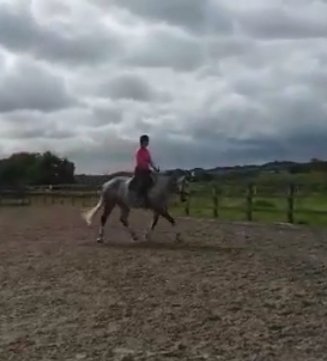 Rachel66Mckeown's tweet photo. @LucyMcKeown1 back at uni so 3 horses for me to exercise sat &amp;Sun #AHPsActive empty silage fields can only mean 1 thing  #timeforspeed  #wobblylegs for me #happylily https://t.co/qVLMzZkUrt