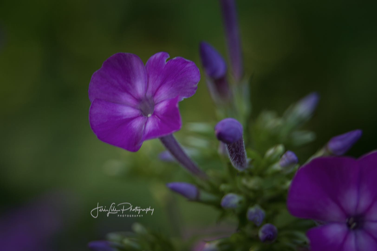 JeriLile's tweet photo. “Live life in full bloom.”
I used a vintage Helios 44m F2 lens and a 12 mm tube extension.
#Dayflash app-no cropping-full resolution- https://t.co/brHdleqowt