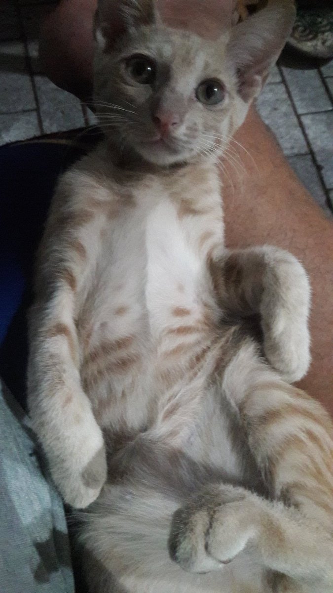 Satai bener idup Nya...