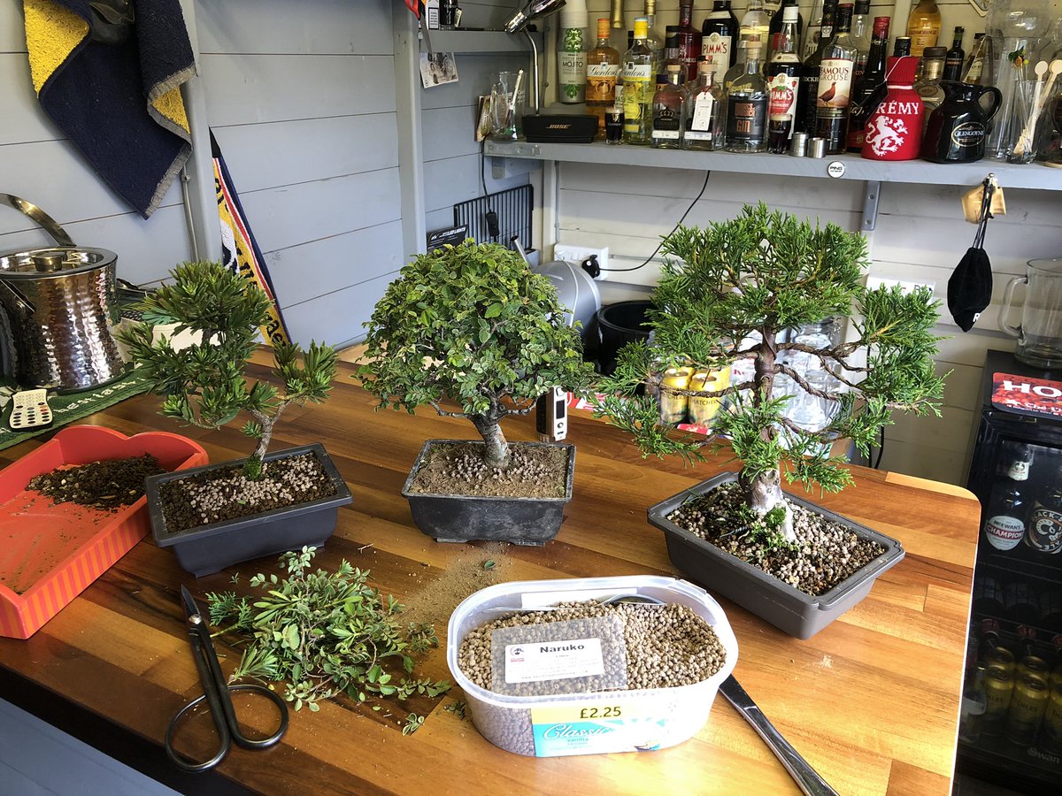 Sunday morning Bonsai tree work shop in the Crowe’s nest #mybarinthegarden 🤪 with a 🍻definitely chill time #Bonsai #bestbarintheshire 👌💥