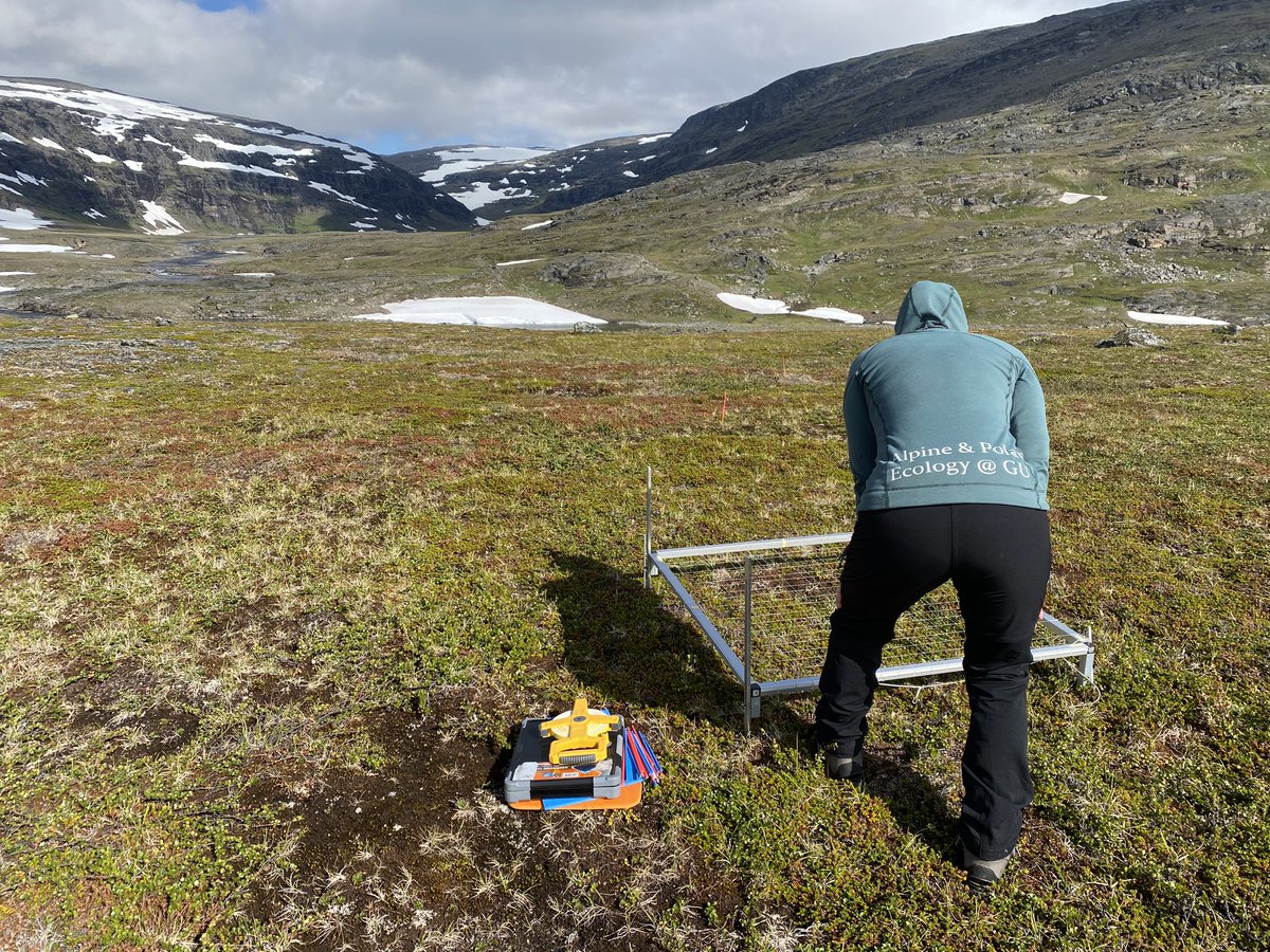 PolarResearcher's tweet photo. Some Classic point framing coupled with high precision GPS. We will get to the bottom of this browning 🧐 #browning #fieldwork #Latnjajaure #ecology #BSC #biologicalsoilcrusts https://t.co/P3grBa0nkI