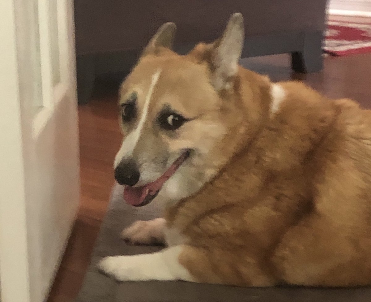 erinnelansing's tweet photo. @ryen_lesli Mood: Woofius says hey Ms. Peppercornelius! Whatup? 🤪 🐾 https://t.co/zvo2hZrfCY