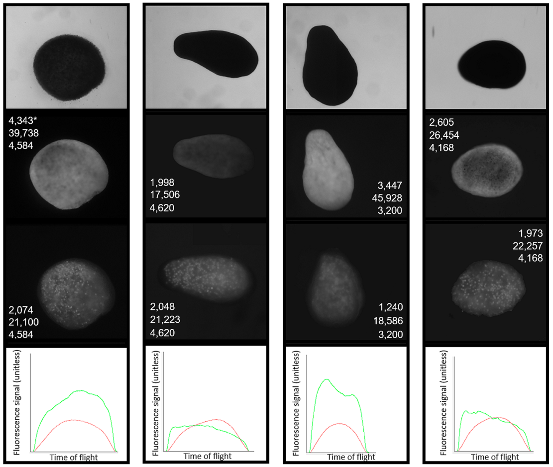 Carly Randall (@drcarlyrandall) on Twitter photo Thanks to recent tech advances, we can now use automation to count and (nondestructively) spectrally sort live coral embryos and larvae using flow cytometry! #FlyCoralLarvae Check out the method here: rdcu.be/b50xb <a href="/aims_gov_au/">Australian Institute of Marine Science</a> <a href="/UnionBiometrica/">UnionBiometrica</a> Thanks to recent tech advances, we can now use automation to count and (nondestructively) spectrally sort live coral embryos and larvae using flow cytometry! #FlyCoralLarvae Check out the method here: rdcu.be/b50xb <a href="/aims_gov_au/">Australian Institute of Marine Science</a> <a href="/UnionBiometrica/">UnionBiometrica</a>