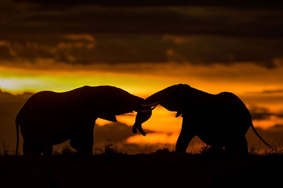 Maayong_Balita's tweet photo. People need good news and beautiful views. Credit to Abhilash Kar for these playful elephants (https://t.co/OR83YsOs7w) #MaayongBalita https://t.co/Pw1AALIHDj