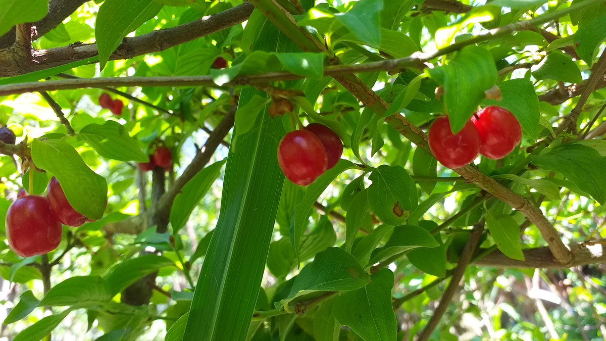 📢 Beklenen Kızılcıklar oldu, dallara doldu 😍 Siz kızılcıkları nasıl tüketmeyi seviyorsunuz, taze mi marmelat mı şerbet mi? 😋 

Her çeşit meyve fidanı Egepark Fidancılık'ta.

#kızılcık #cornus #cranberry #corneliancherry #meyvefidanı #meyveağacı #meyvebahçesi #fruitstree