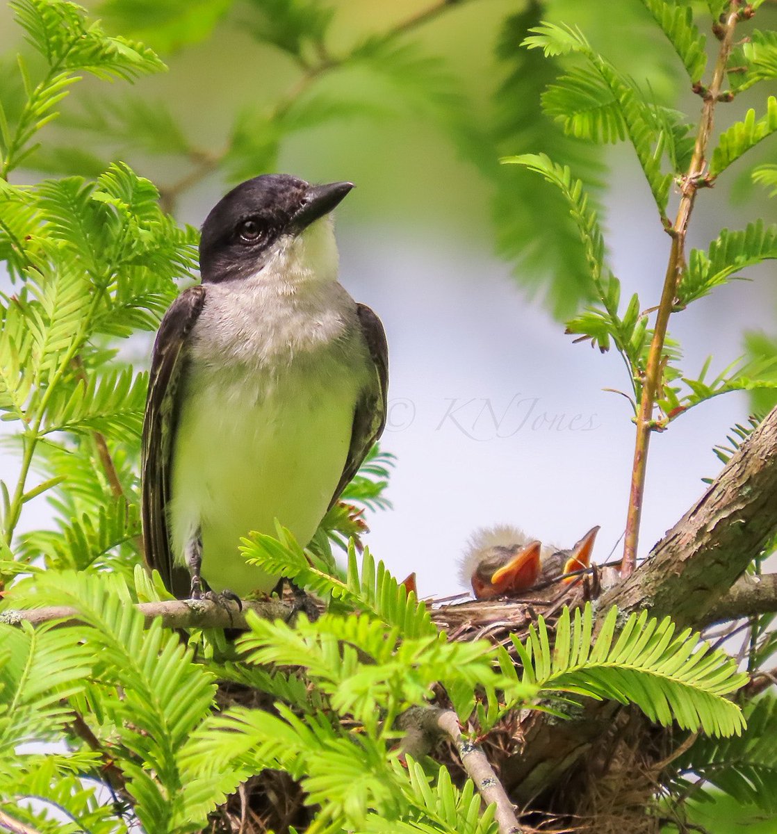 Eastern Kingbird sitting protectively on its nest with 3 nestlings inside <a href="/KenAqGardens/">Friends of Kenilworth Aquatic Gardens</a>. Can you see the third nestling? #wildlifephotography #nature #birds #birdphotography #naturephoto