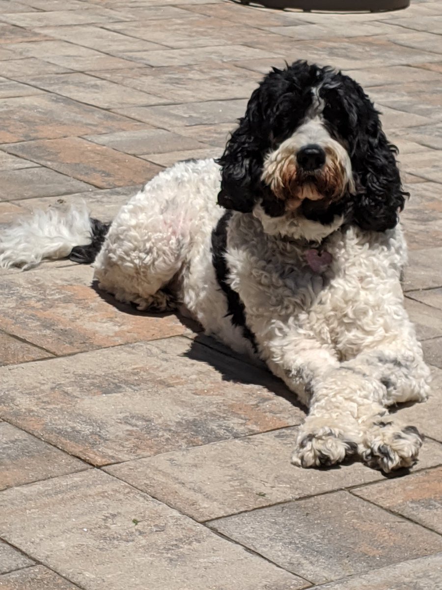 janopp4's tweet photo. @AmyFreeze7 
Miss Shea from Westbury NY https://t.co/vAsmC0hwXm
