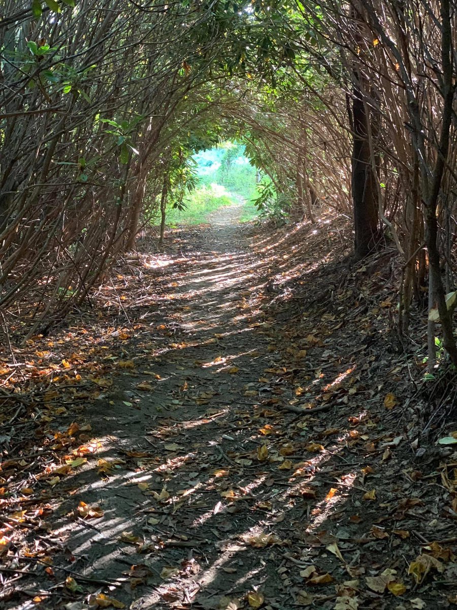 “No need to brood on what tomorrow may bring.”
—#Gandalf #LotR #Tolkien