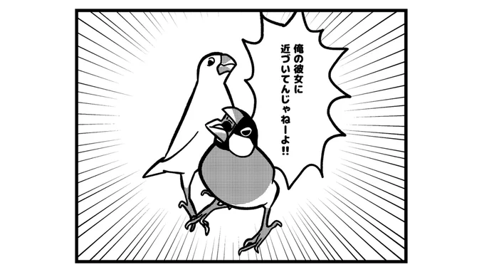 すみません
#一コマ文鳥 #文鳥 