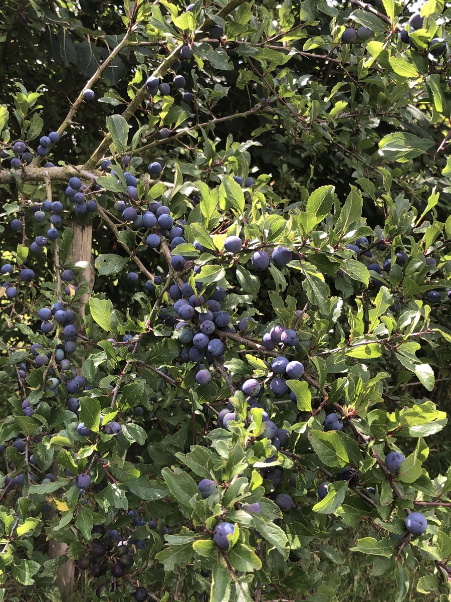 OurSacredGrove's tweet photo. I planted this hedge 10 yrs ago; 2 wild pear trees, brimming with fruit &amp; nuts; a lifeline to our beleaguered birds, inverts &amp; small mammals; but not even acknowledged within the NPPF; hence the first casualty of greenbelt developments: https://t.co/foWrTrtRpK https://t.co/1qcE3g1wVM