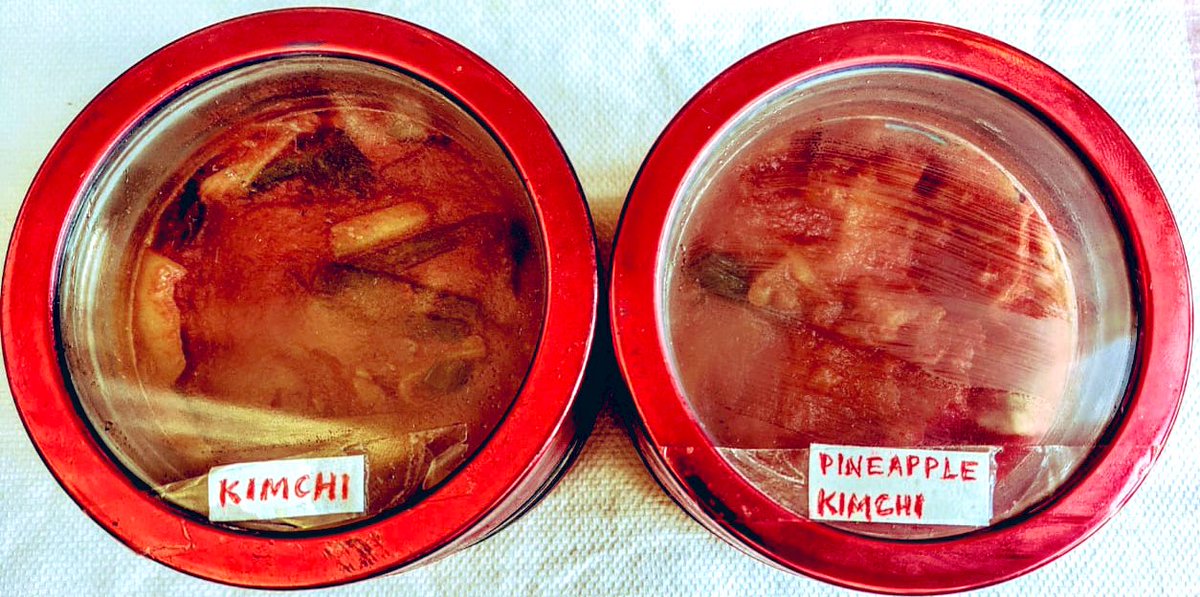 Roostamirani's tweet image. My lockdown hobby. Making kimchi #quarantinetimepass #QuarantineLife