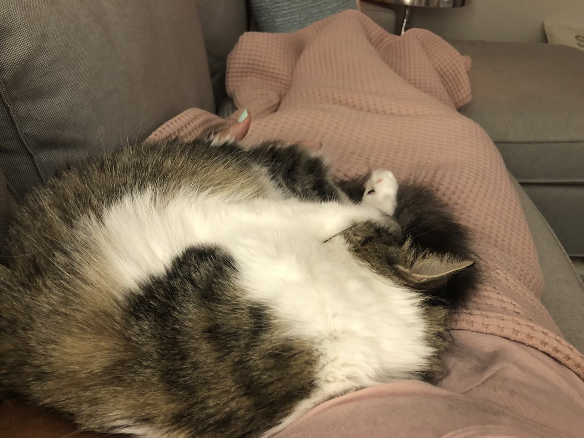beachellajacobs's tweet image. This is how recovery has been. She has to lay on my incision 🤨 #catproblem #Caturday
