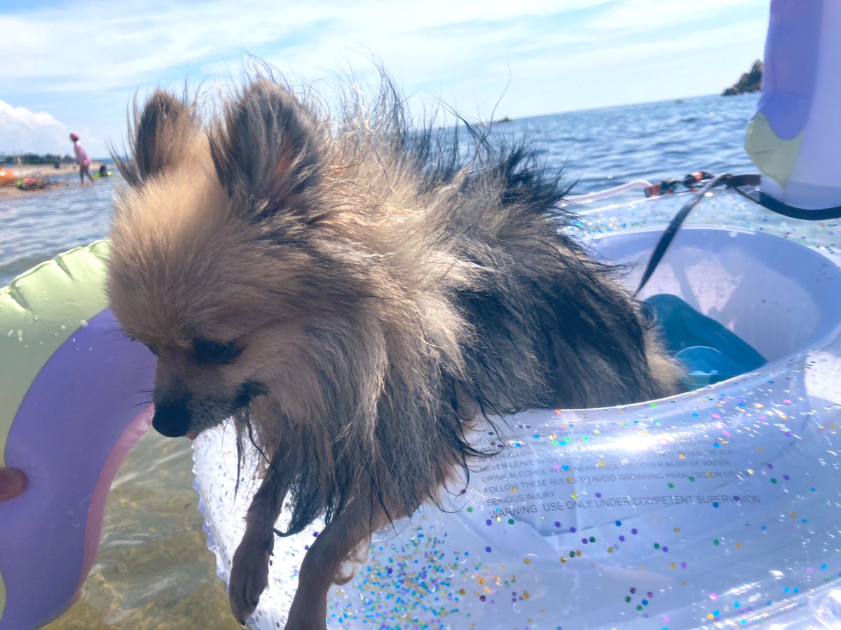 ぽめ もも 犬生初泳ぎしてきたー この日のためにアマゾンで買った子供用ユニコーンの足入れ付き浮き輪とセリアのマット ユニコーンは穴を塞がないとダメだけど安定感抜群 セリアもももにぴったり Amazonで買ったライフジャケットはすぐ前足抜けてイマイチ ぽめ もも 犬生初泳ぎしてきたー この日のためにアマゾンで買った子供用ユニコーンの足入れ付き浮き輪とセリアのマット ユニコーンは穴を塞がないとダメだけど安定感抜群 セリアもももにぴったり Amazonで買ったライフジャケットはすぐ前足抜けてイマイチ