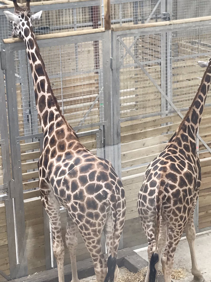 Giraffes have arrived at Wingham!!!