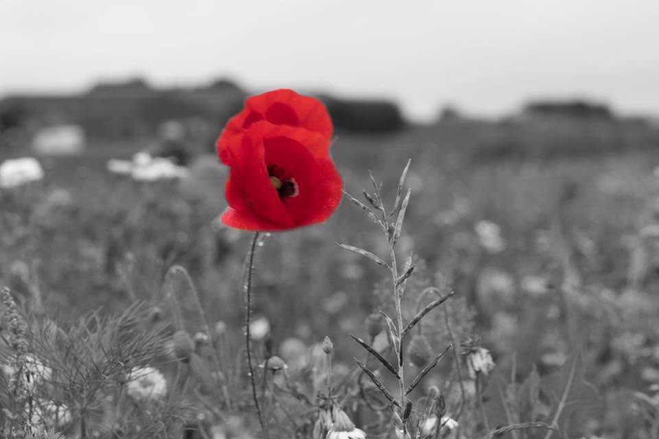 Eerst genieten van het fotograferen. Dan genieten van het resultaat. En dan heerlijk ontspannen een creatieve nabewerking maken.