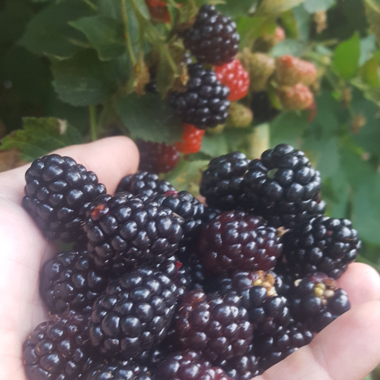 ljennings32's tweet photo. Blackberry (Blackberry) - Enjoying large handfuls of homegrown #blackberries every day now! #growyo... via @gardentags https://t.co/13bqjJT9IY