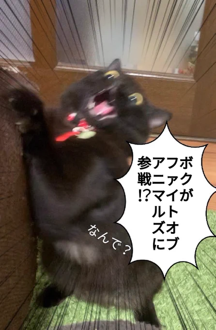 @moyashidayodayo あの屈強な動物の集う祭典から招待状が…!? 