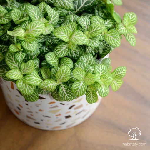 الفيتونيا من النباتات الداخلية الجميلة والحساسة دائمة الخضرة "ever green"
أوراقها رقيقة وتزينها عروق...