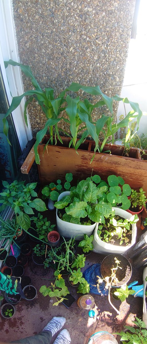 Sunset_SW9's tweet photo. If you was thinking about planting something during lockdown...
YOU SHOULD HAVE 😂😂😂🙌🙌🙌
.
.
#growyourown #lockdown #newgeneration #sproutoutofisolation https://t.co/GhXHoNxbIM