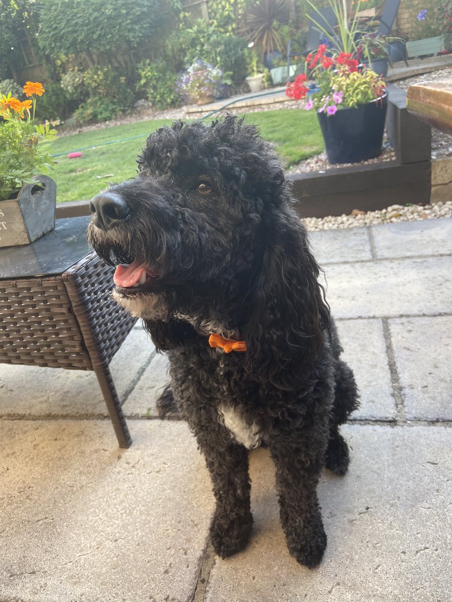 EllieDavey's tweet photo. @McLarenF1 Bonnie is ready for the #BritishGP 🇬🇧 with her papaya bow on 🧡 #FansLikeNoOther #WeRaceAsOne https://t.co/MicI2dEYPJ