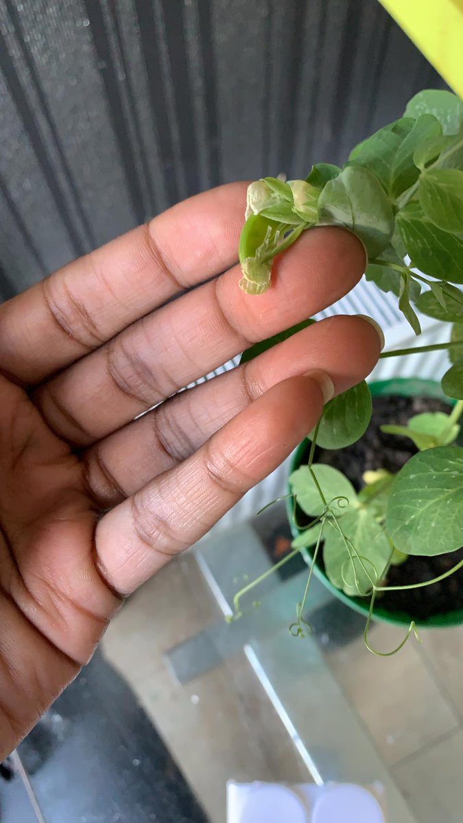 Sunset_SW9's tweet photo. If you was thinking about planting something during lockdown...
YOU SHOULD HAVE 😂😂😂🙌🙌🙌
.
.
#growyourown #lockdown #newgeneration #sproutoutofisolation https://t.co/GhXHoNxbIM