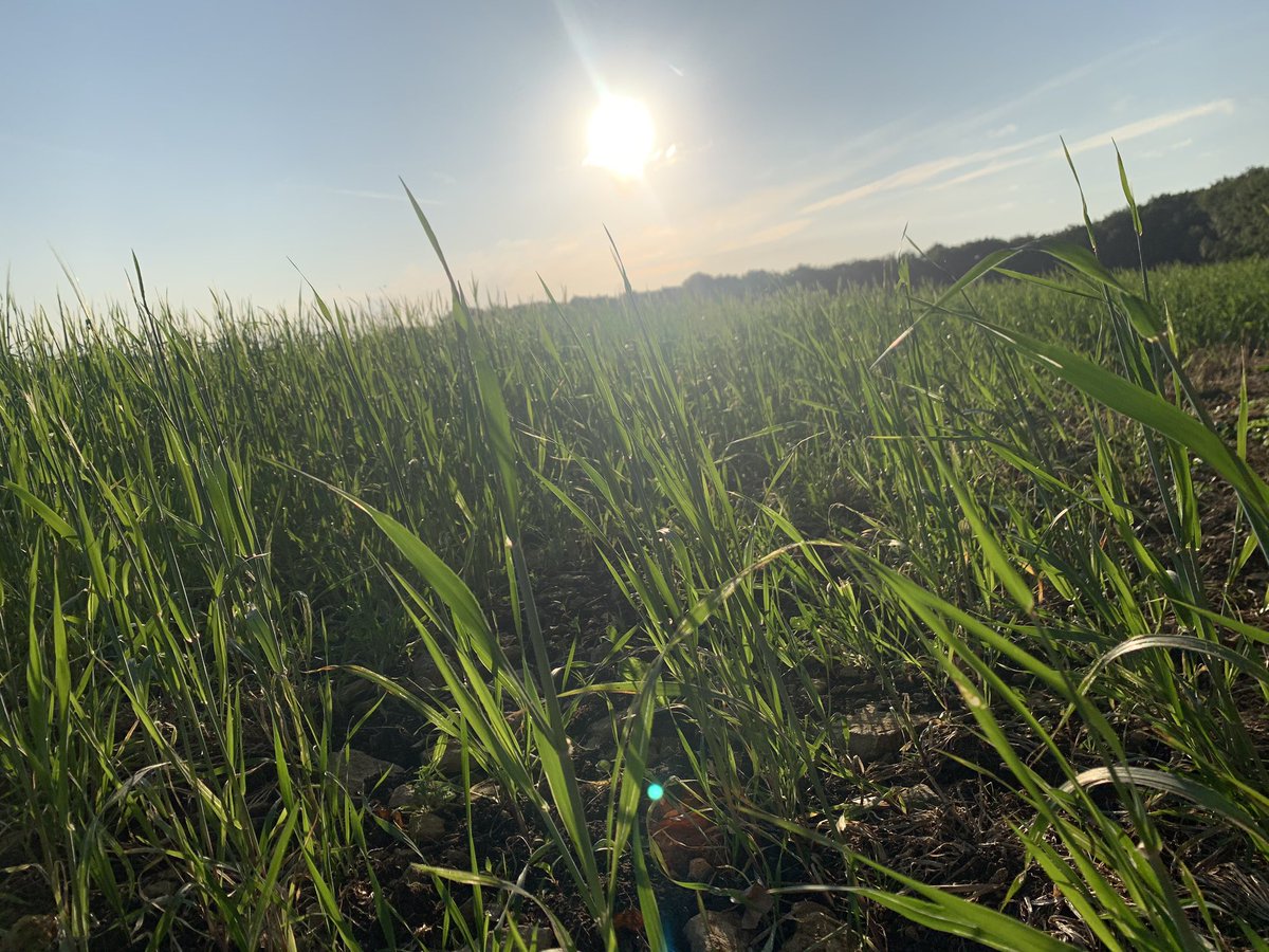 BeckyTo833544's tweet photo. Early Sunday run on the Cotswold Way.....Tormarton to Bath Abbey, my longest solo trail run  #longestsolotrailrun #cotswoldway #trailrun #sunrise #27km #runningbuddiesaway https://t.co/ujnXSHgNhr