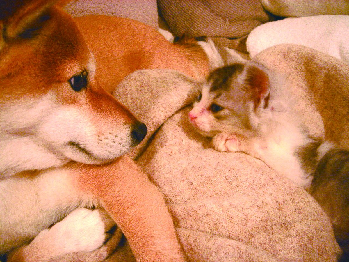 文春オンライン かわいい2匹の写真に癒されませんか かわいい写真多数 やさしい豆柴の姉とやんちゃな捨て猫の弟 いやしの9年 豆柴センパイと捨て猫コウハイ いぬとねこ 文春オンライン T Co Bu7rtj1fuh 文春オンライン かわいい2匹の写真に癒されませんか かわいい写真多数 やさしい豆柴の姉とやんちゃな捨て猫の弟 いやしの9年 豆柴センパイと捨て猫コウハイ いぬとねこ 文春オンライン T Co Bu7rtj1fuh