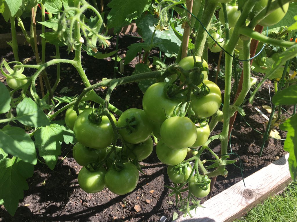 Delighted by the success of my (*cough* 25+) tomato plants BUT when are some of these bastards going to turn red?! The anticipation is killing me. 