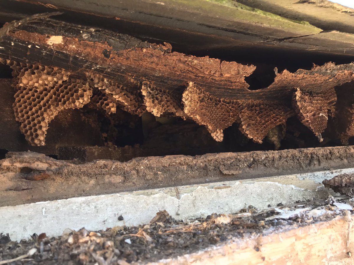 mike27co's tweet photo. The bees have been busy behind the rotting fascia boards ,all replaced without any harm done to bees or workers https://t.co/IB2K46Ymtw