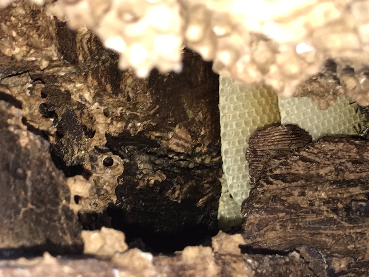 mike27co's tweet photo. The bees have been busy behind the rotting fascia boards ,all replaced without any harm done to bees or workers https://t.co/IB2K46Ymtw