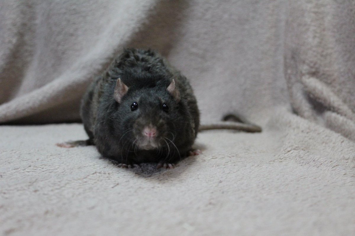 Aurora Rattery tweet media