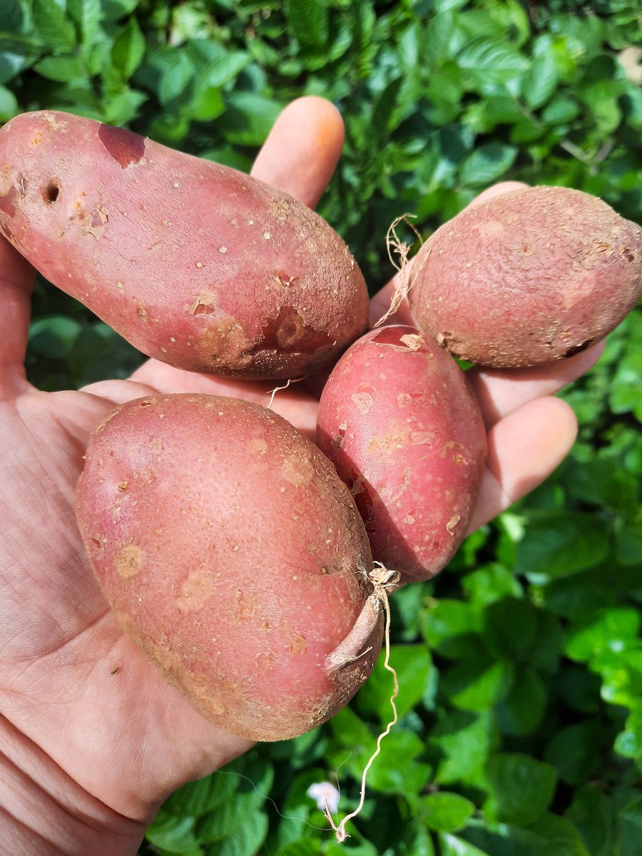 miju_irl's tweet photo. Just pulled these fresh from the #garden . Come check out what I'll be #cooking with them on my #twitch channel.

https://t.co/ZLc6czfv9Y⁰a https://t.co/4bZS7iMR7O