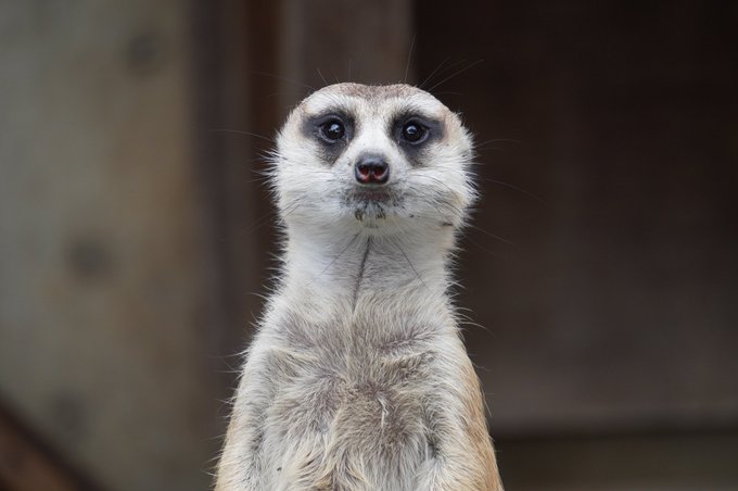 ミーアのtwitterイラスト検索結果