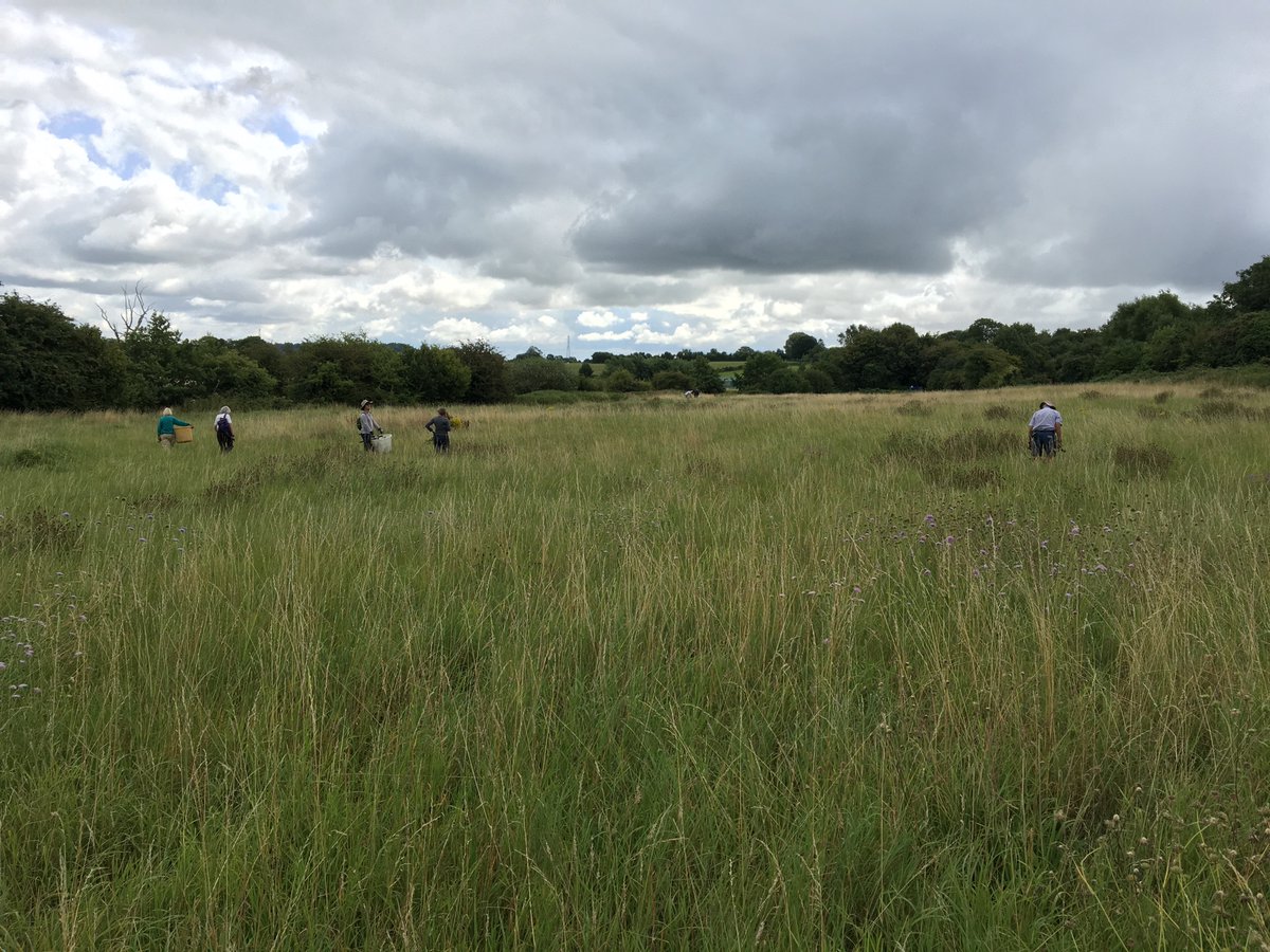 Baydons Meadow tweet media