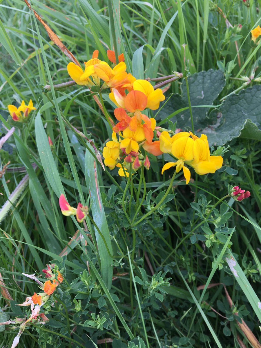 Baydons Meadow tweet media