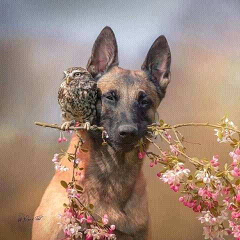 PigeonsCuba's tweet photo. #FelizDomimgo 
Les comparto estas bellas fotos para comenzar el día. https://t.co/dpaSIrmm4b