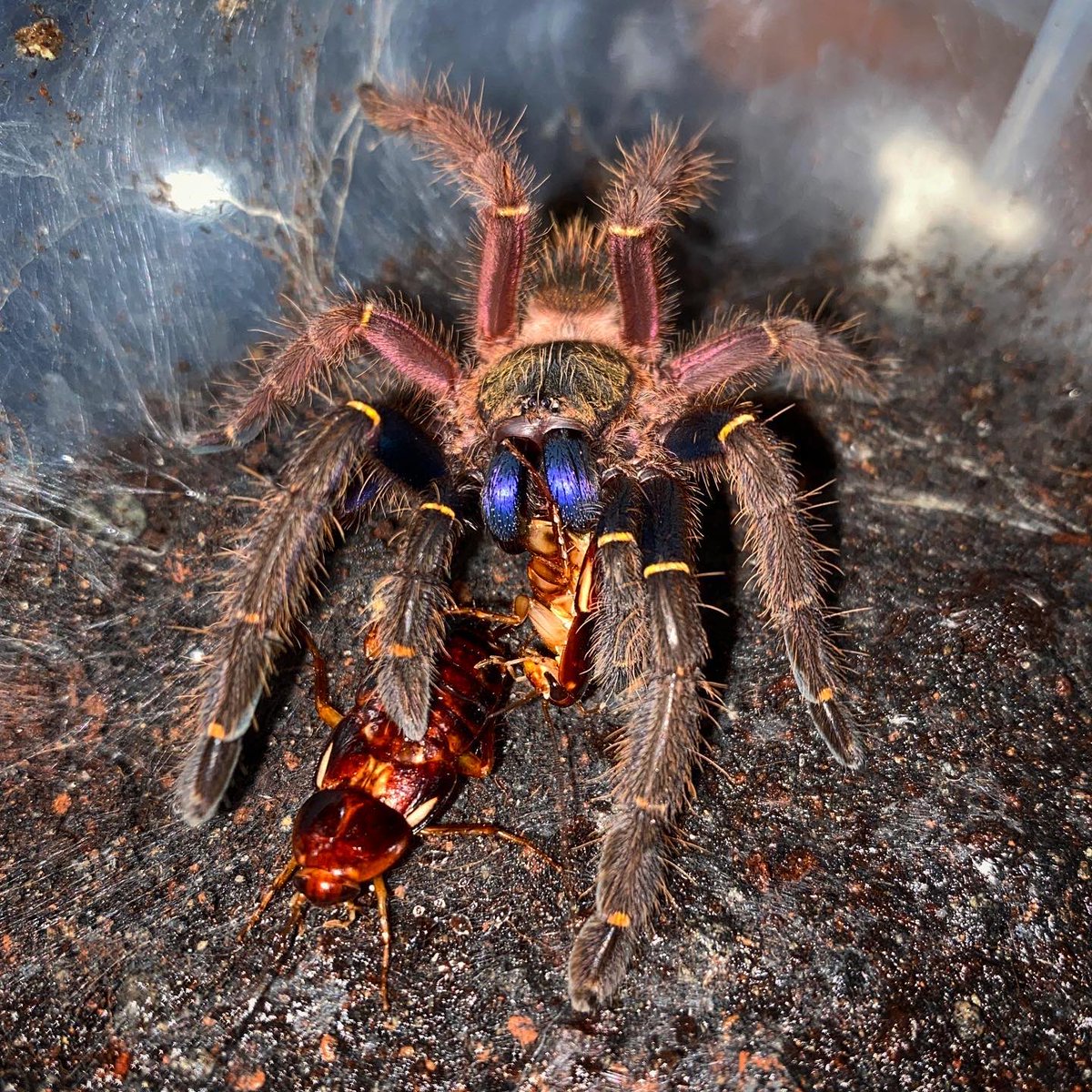 Ephebopus Cyanognathus Blue Fang